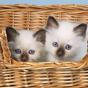 Cat - Birman kittens in basket
