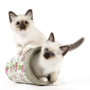 Cat - Birman kittens - in flowerpot