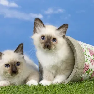 Cat - Birman kittens - playing with flowerpot Cat - Birman kittens - playing with flowerpot
