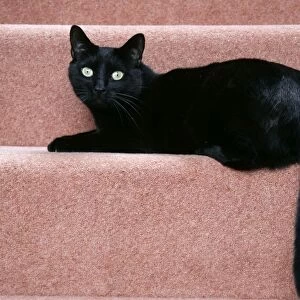 CAT. black cat on stairs