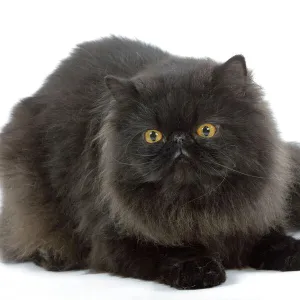 Cat - Black Persian