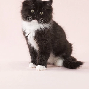 CAT - Black and White Cat