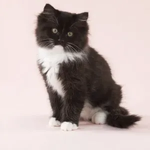 CAT - Black and White Cat CAT - Black and White Cat