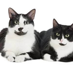 Cat - Black & White domestic Cat - two lying down together