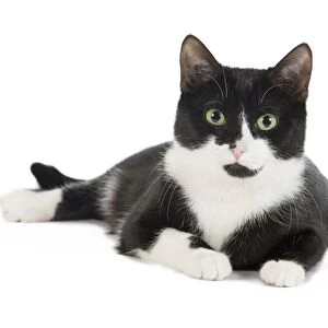 Cat - Black & White domestic Cat - lying down