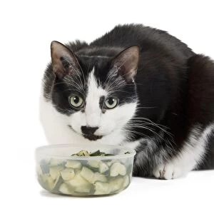 Cat - Black & White domestic Cat - lying down at bowl of vegetables