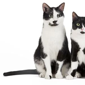 Cat - Black & White domestic Cat - two sitting down together