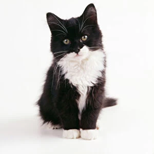 CAT - black & white kitten