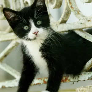 Cat Black and white kitten climbing through hole in fence