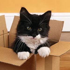 Cat - Black and White Kitten - looking out from cardboard box