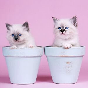 Cat - Blue Birman and Seal Tabby Birman Kittens in flowerpots