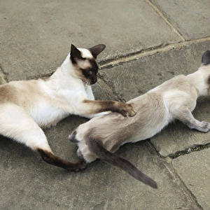 CAT. Blue point siamese cat and chocolate point siamese cat playing