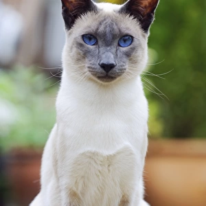 CAT. Blue point siamese cat sitting in the garden