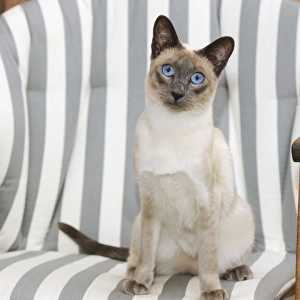 CAT. Blue point siamese cat sitting in a garden chair