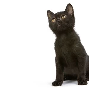 Cat - Bombay Kitten - looking up