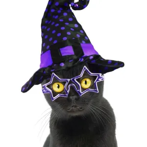 Cat ~ Bombay weaeringa Halloween witches hat Cat ~ Bombay weaeringa Halloween witches hat