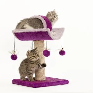 Cat - British longhair - 8 week old kitten playing on cat activity centre / scratch post