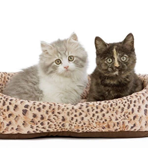 Cat - British longhair & shorthair - 8 week old kittens in cat bed