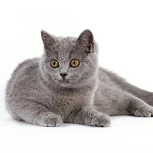 Cat - British Short Hair Blue - Kitten lying down
