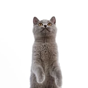 Cat - British Short Hair Blue - Kitten standing on hind legs