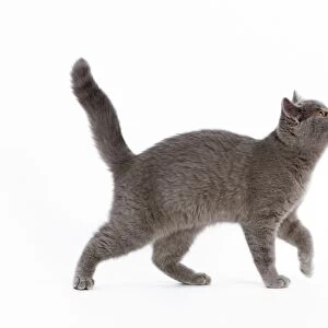Cat - British Short Hair Blue - Kitten walking - looking up