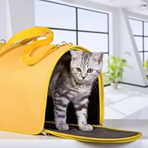 Cat - British Short Hair Silver Spotted - in travel carrier / transporter