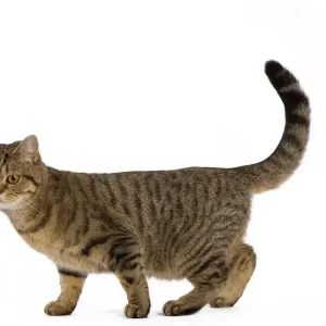 Cat - British Shorthair Brown Tabby - in studio