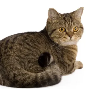 Cat - British Shorthair Brown Tabby - in studio