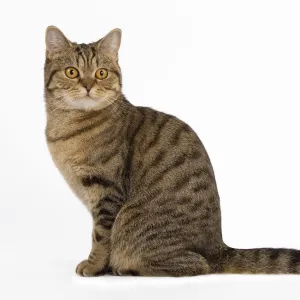 Cat - British Shorthair Brown Tabby - in studio