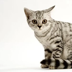 Cat - British shorthair kitten - silver spotted tabby