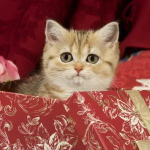 Cat - British Shorthair - in present box Cat - British Shorthair - in present box