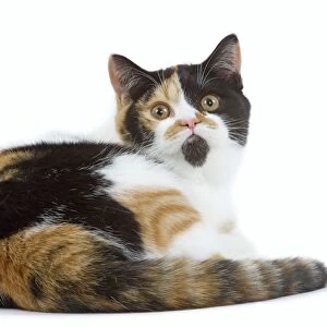 Cat - British shorthair - tortoiseshell & white