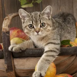 CAT. British shorthair X kitten laying on basket of apples