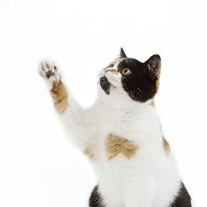 CAT - Britsih Shorthair, Calico - with paw in the air