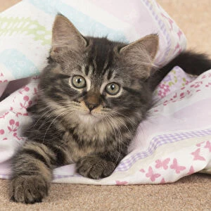 CAT. brown tabby Kitten ( 10 weeks old ) laying on the floor in fabric, looking up
