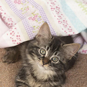 CAT. brown tabby Kitten ( 10 weeks old ) laying on the floor in fabric, looking up