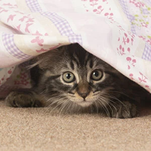 CAT. brown tabby Kitten ( 10 weeks old ) laying on the floor looking out from under fabric