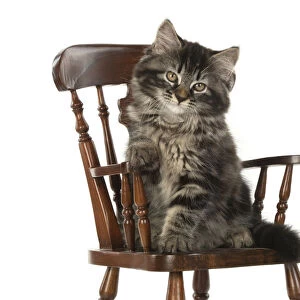 CAT. brown tabby Kitten ( 10 weeks old ) sitting in a miniature chair, paw over arm