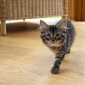 CAT. Brown tabby kitten ( 12 weeks old ) walking to camera ina garden room