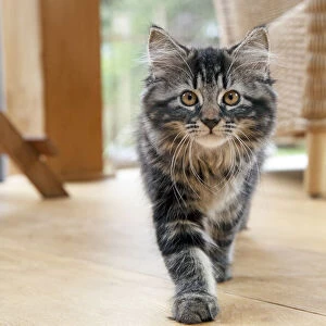 CAT. Brown tabby kitten ( 12 weeks old ) walking to camera ina garden room