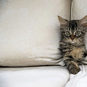 CAT. Brown tabby kitten ( 12 weeks old ) squeezing between cushions on a sofa