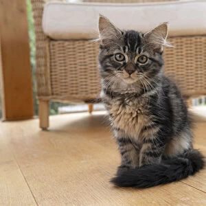 CAT. Brown tabby kitten ( 12 weeks old ) sitting in a garden room, house