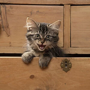 CAT. Brown tabby kitten ( 12 weeks old ) sitting an old chest of draws looking out, mouth open, meow