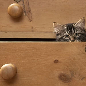 CAT. Brown tabby kitten ( 12 weeks old ) sitting an old chest of draws looking out, eyes