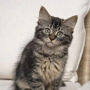 CAT. Brown tabby kitten ( 12 weeks old ) sitting on a cream sofa