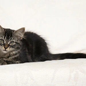 CAT. Brown tabby kitten ( 12 weeks old ) laying on a cream sofa