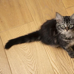 CAT. Brown tabby kitten ( 12 weeks old ) sitting on a wooden floor, looking up