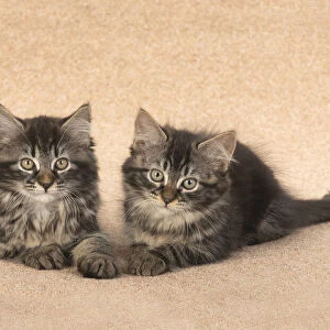 CAT. brown tabby Kittens x2 ( 10 weeks old ) laying together on the floor, looking up