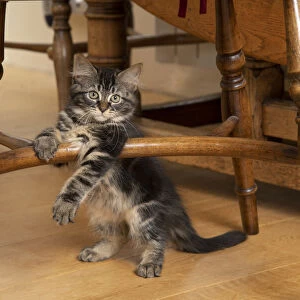 CAT. Brown tabby kittens, x2 ( 12 weeks old ) sitting under an old oak kitchen chair