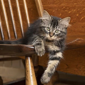 CAT. Brown tabby kittens, x2 ( 12 weeks old ) sitting an old oak kitchen chair